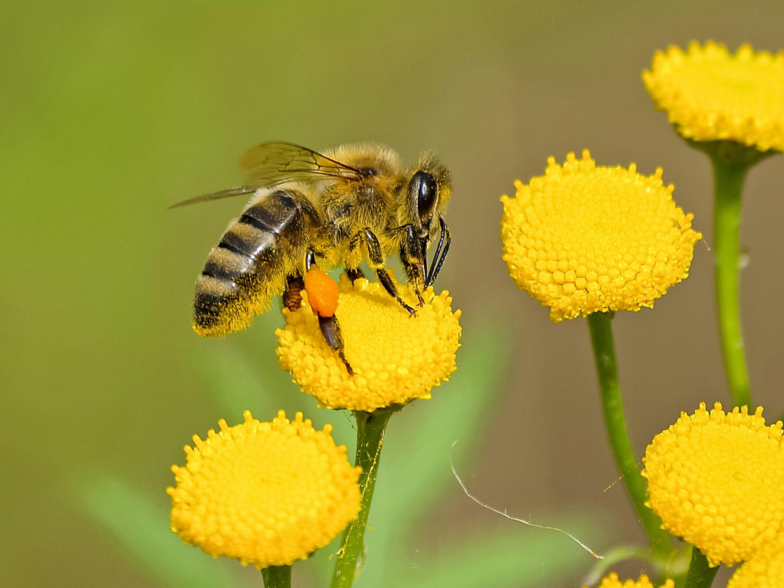 Właściwości zdrowotne i zastosowanie pierzgi pszczelej