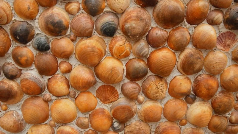 Aakerman Małże marynowane 340g