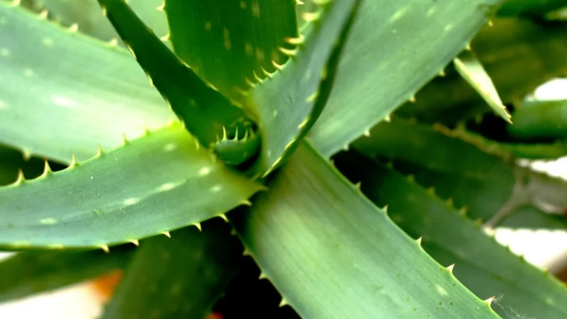 Alter Medica Aloes Sok Z Aloesu 500ml