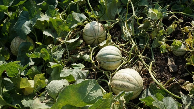 APIPOL Miód spadziowy 400 g