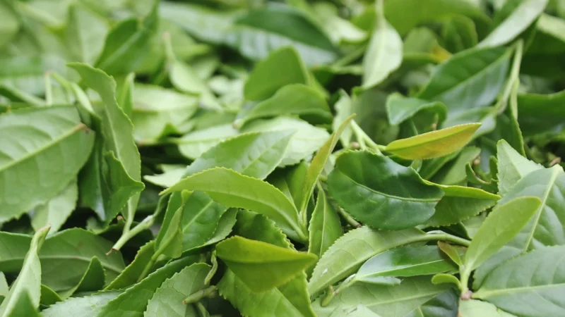 Apotheke Herbatka Dla Dzieci Przy Przeziębieniu 20X15G Bio