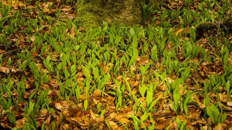 Aromatyczne Przyprawy Czosnek Niedźwiedzi 12Kg Worek
