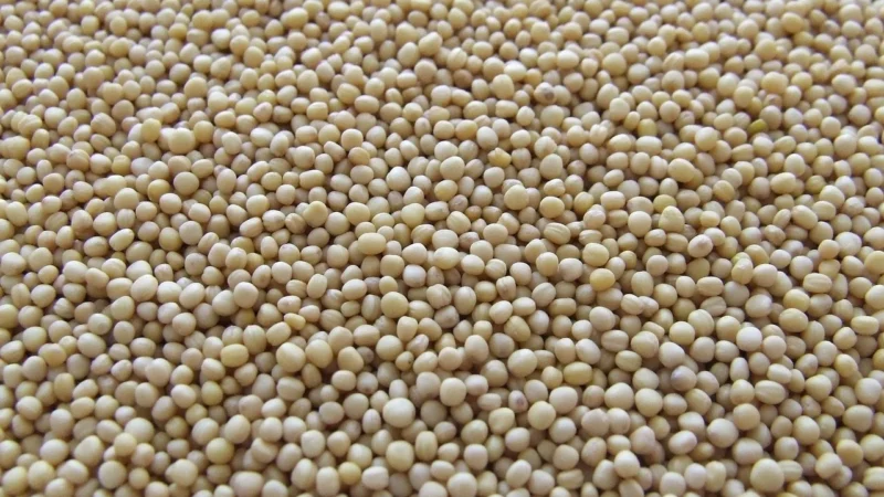 Aromatyczne Przyprawy Gorczyca 25Kg Worek
