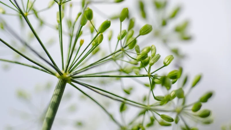 Aromatyczne Przyprawy Mieszanka Przypraw Do Ogórków 1Kg