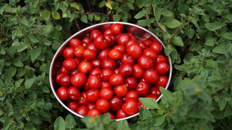Aromatyczne Przyprawy Oregano Susz 10Kg Worek