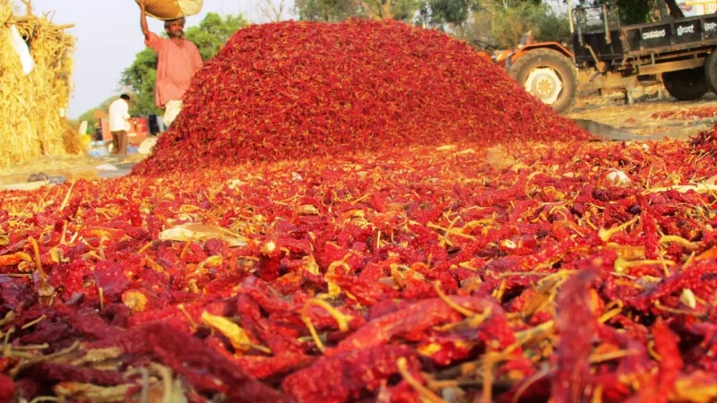 Aromatyczne Przyprawy Papryka Chilli Strąk 25Kg Worek