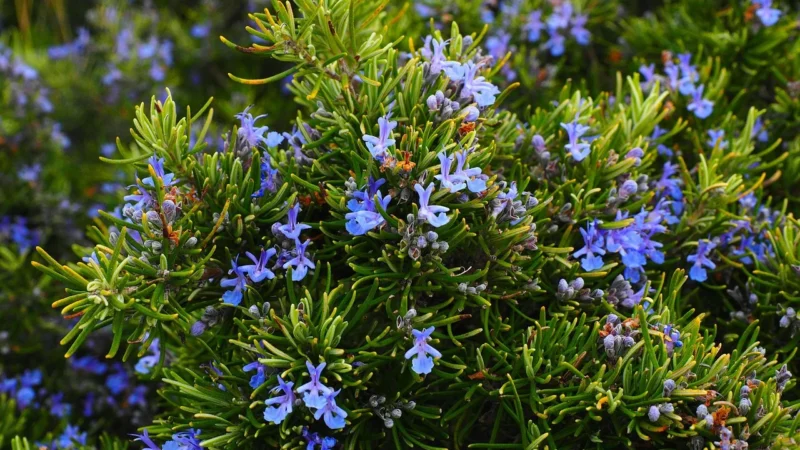 Aromatyczne Przyprawy Rozmaryn Susz 25Kg Worek