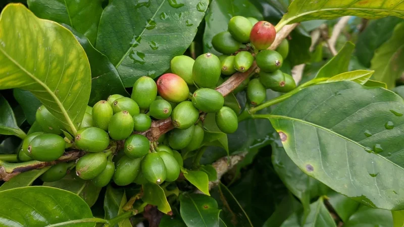 ASTRA Kawa ZIELONA Surowa mielona 250g