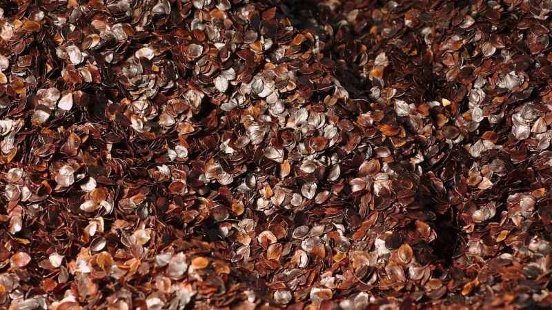 Babalscy Kasza Gryczana Niepalona Bio 500G
