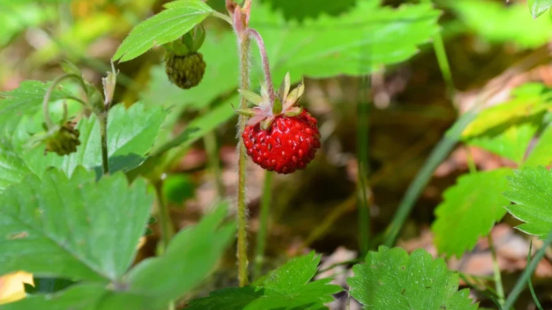 Basilur 70530 Strawberry&raspberry Herbata Owocowa Liściasta Puszka 100g