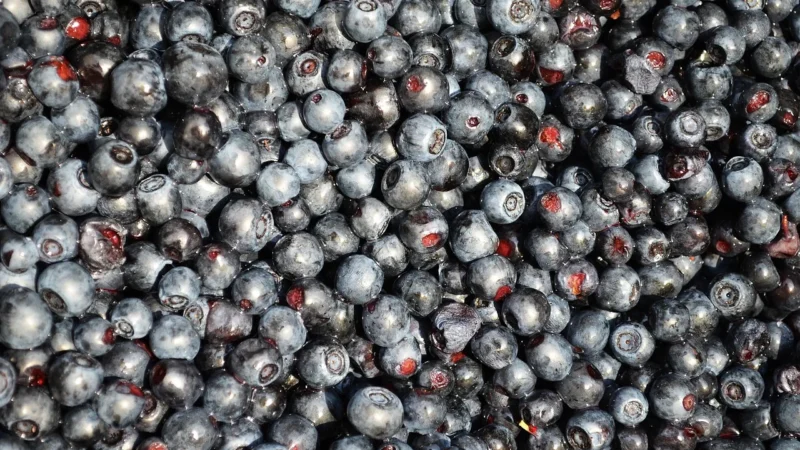 Batom DŻEM Z BORÓWKI AMERYKAŃSKIEJ B/C Bio 260g