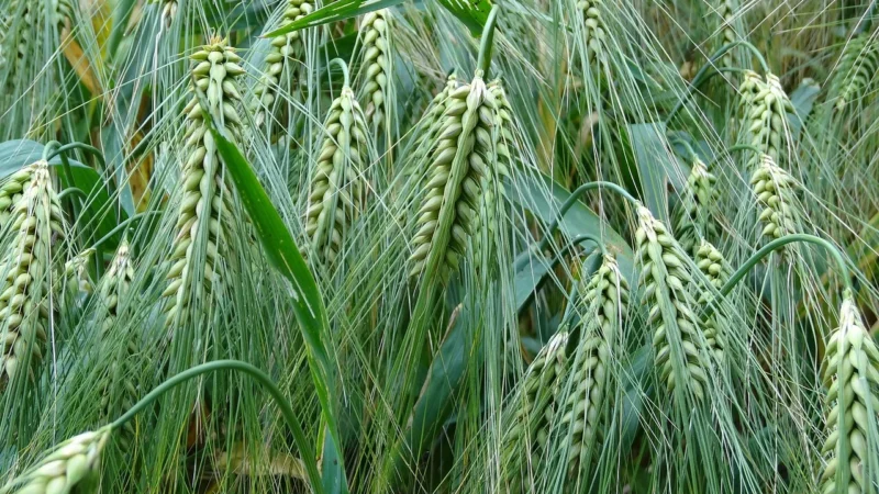 Batom Młody zielony jęczmień „Trawa jęczmienna” mielony BIO 100g