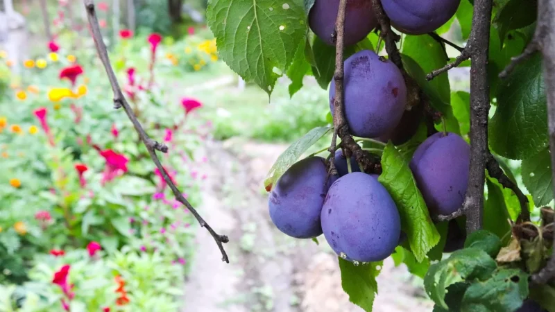 Batom Śliwki Kalifornijskie Suszone Bez Pestek 250g Bio