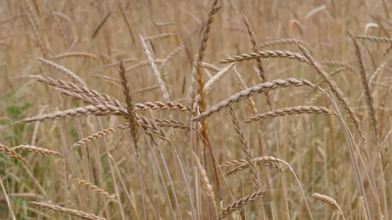 Big Nature Płatki orkiszowe bio Duża Paka 800 g