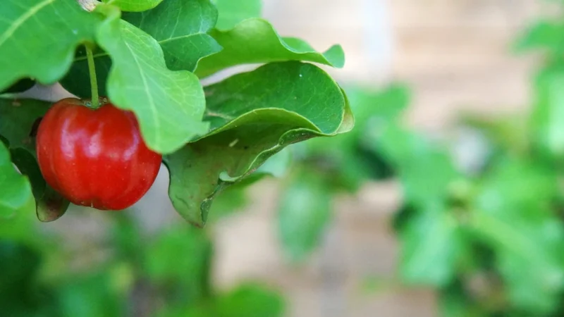 Bio Planet Acerola Sproszkowana Liofilizowana 100G