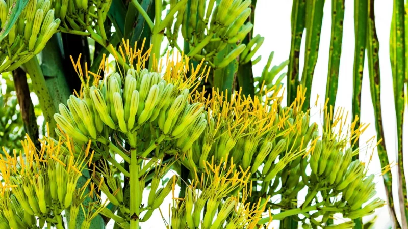 Bio syrop z agawy – jasny