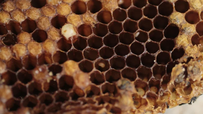 Bio Zentrale Miód Wielokwiatowy 350g