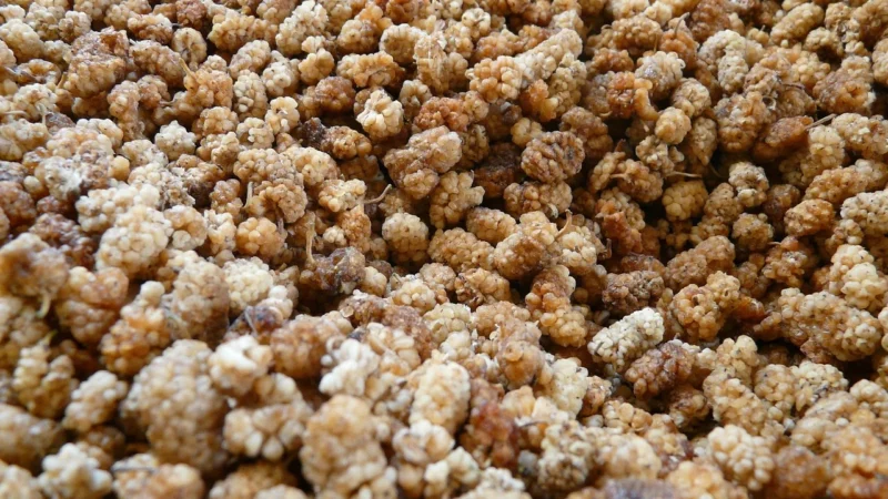 Biolife Morwa Biała Bio 100g