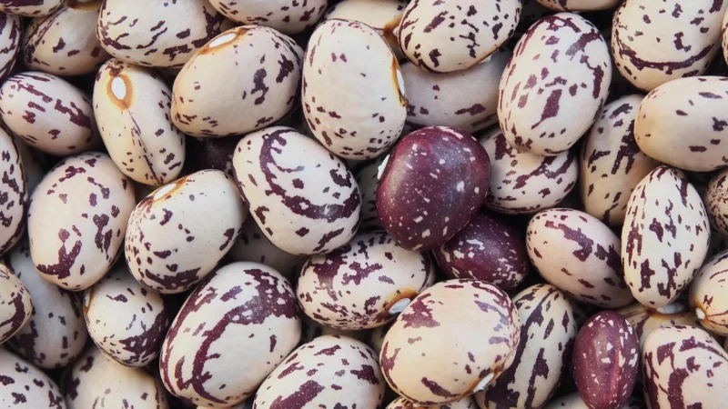 Biologico Italiano Fasola Żurawinowa Borlotti W Puszcze 400G
