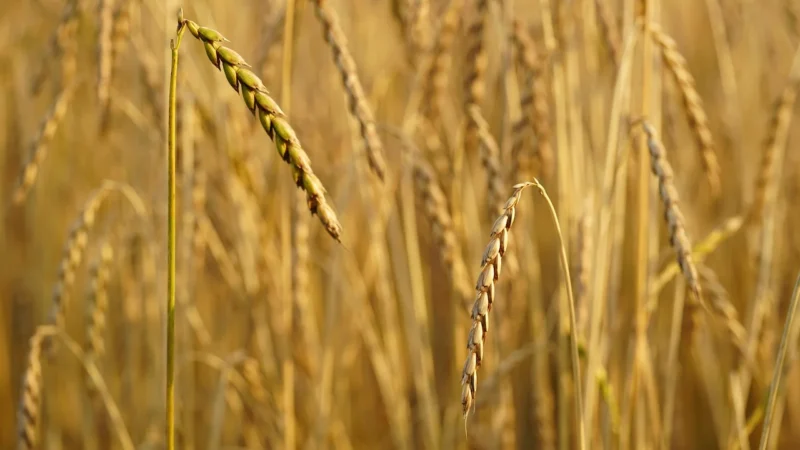 BOHLSENER MUEHLE CIASTKA ORKISZOWE SŁONY KARMEL BIO 125g