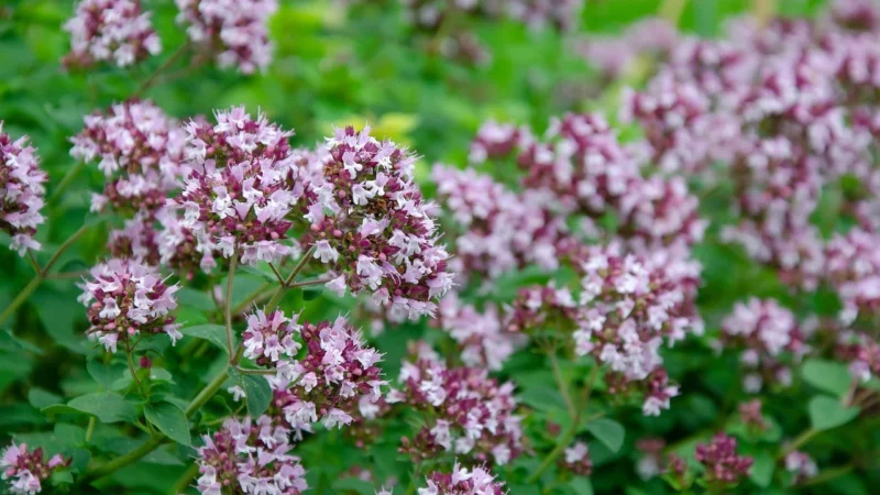Brat Przyprawa do pizzy 200g