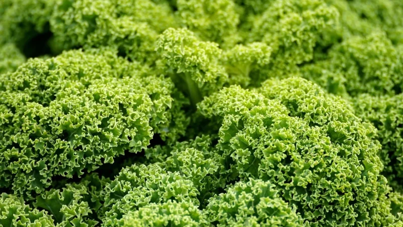 Carlota Organic Komosa Ryżowa z Jarmużem i Szpinakiem 425g –