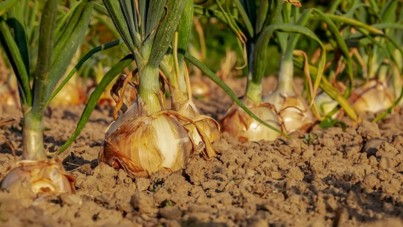 Cebula mielona suszona 0,5kg 500g Jakość
