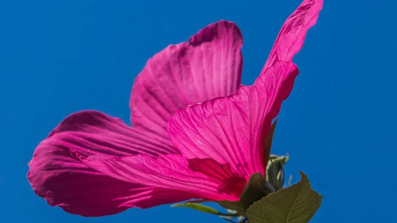 Cosmoveda Kcw Herbata Bio Hibiscus Berry