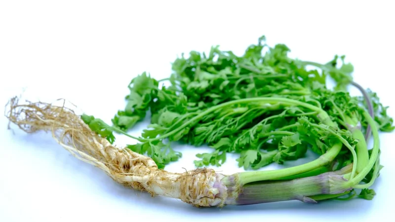 Cosmoveda Organiczna mielona kolendra – 25g