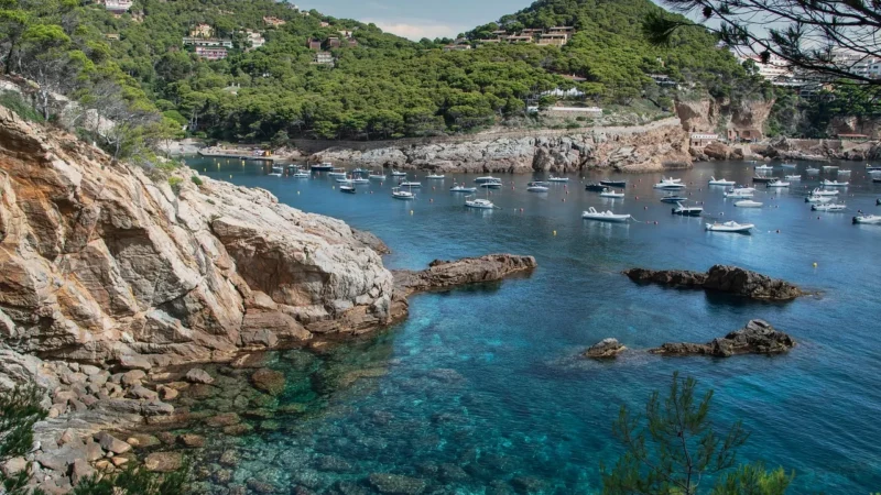 Costa Coffee Signature Blend Dark Roast kawa ziarnista 1kg