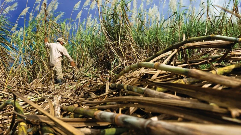Cukier Trzcinowy Brązowy Naturalny 1kg Piątnica