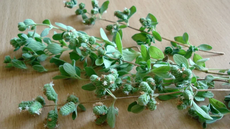 Dary Natury Oregano Bio 20G