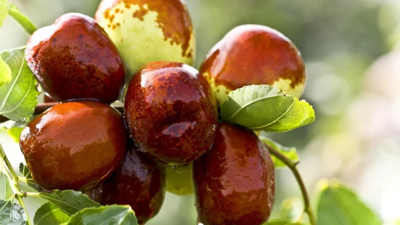 Datterl Bio Owoce I Acai 50g