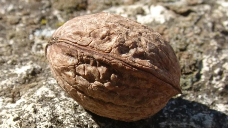 Delikatesy DeliBakalie