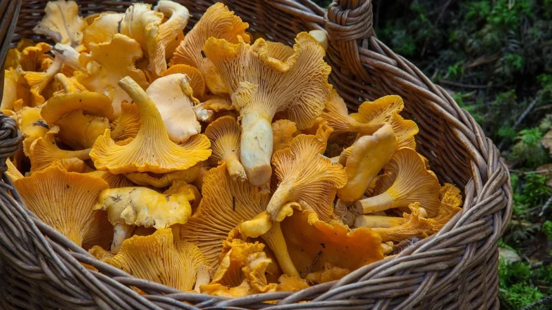 EkoSusz – Kurka świeża 250g