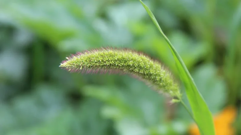 Ekowital Kasza Jaglana Bio 1kg