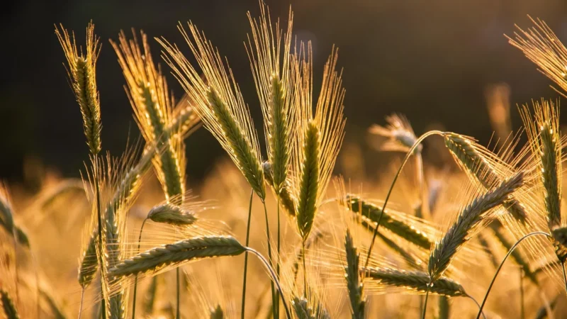 Eureko Płatki Żytnie Bio 300G