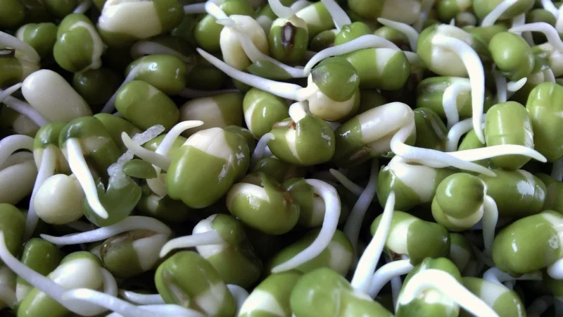 Fasola Jaś Karłowy 1kg 100% Naturalna 1 Jakość