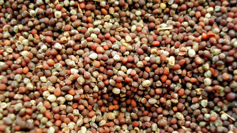 Gorczyca Biała Ziarno 1000g Jakość Premium 1kg