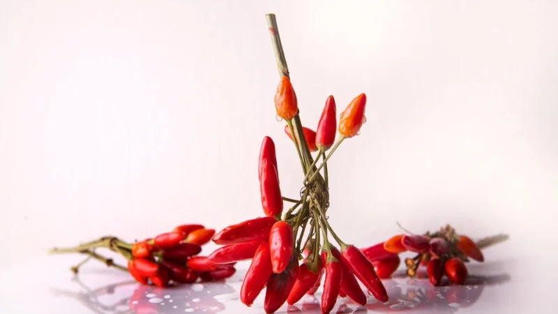 Gorzkoisłodko Papryka Ostra Chilli Grys aromatyczna 250g
