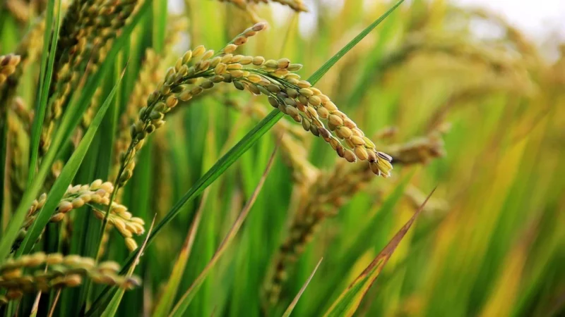 Gorzkoislodko Ryż Basmati Ryż Długoziarnisty Naturalny 500g
