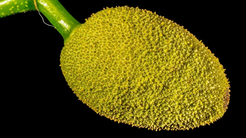 Govinda Chlebowiec Różnolistny Bio Zastępstwo Mięsa 200g