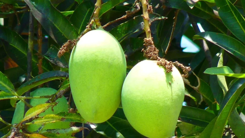 Govinda Przecier Z Mango 100% Owoce Bio