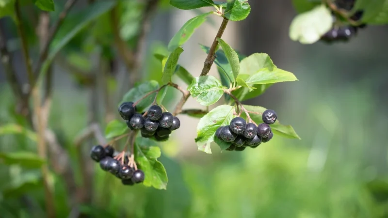 HERBAPOL OWOCOWA SPIŻARNIA Aronia 420ml