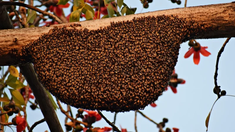 Herbapol Propolis z pyłkiem kwiatowym 30 tabl.