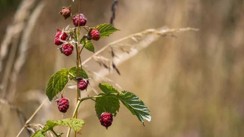 Herbapol syrop owocowa spiżarnia malina z dziką różą 550g/420 ml