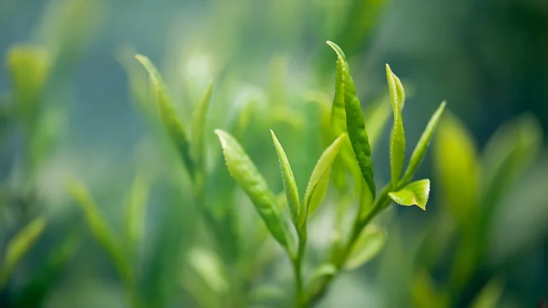 Herbata zielona china sencha wiśniowy sadek 100g