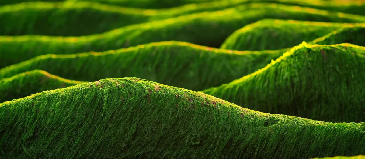 Herbata zielona z owocem śliwki 100g NATURA WITA