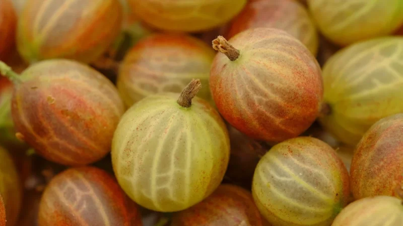 HERBATKA OWOCE LASU BIO 100 g – DARY NATURY