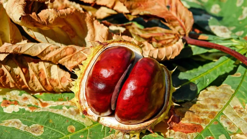 Hoyer Bio Miód Toskański Kasztanowy 250G